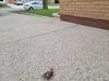 Leveling Driveway and Sinking Porch, Hamilton, Ontario - Photo 4