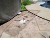 PolyLevel® and NexusPro® perform to seal and level concrete pool deck in Oakville, ON - Photo 1